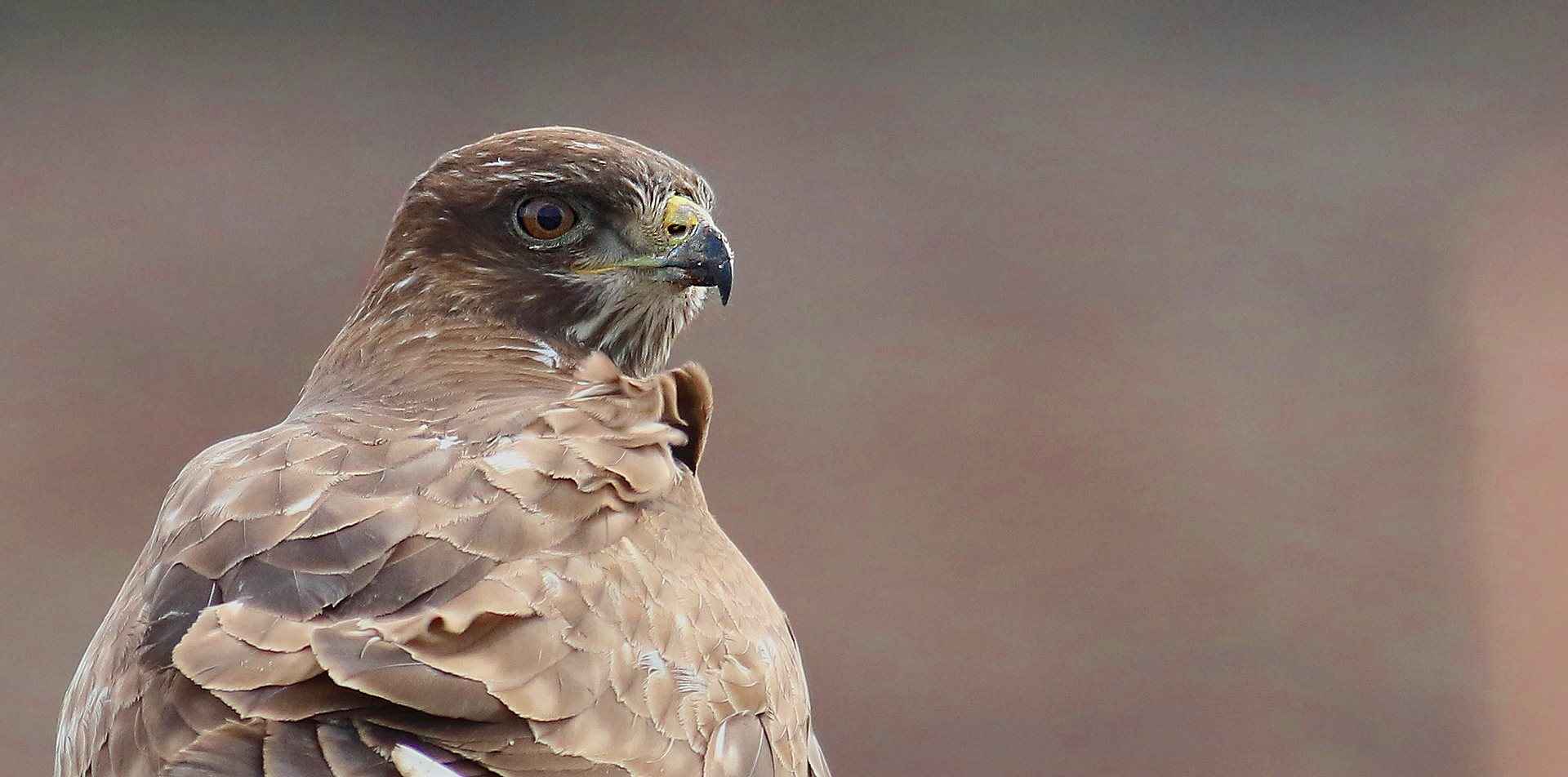 Common Buzzard