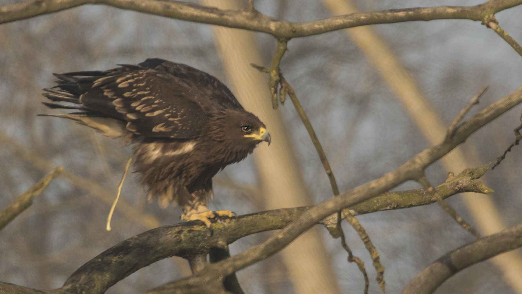 Greater Spotted Eagle