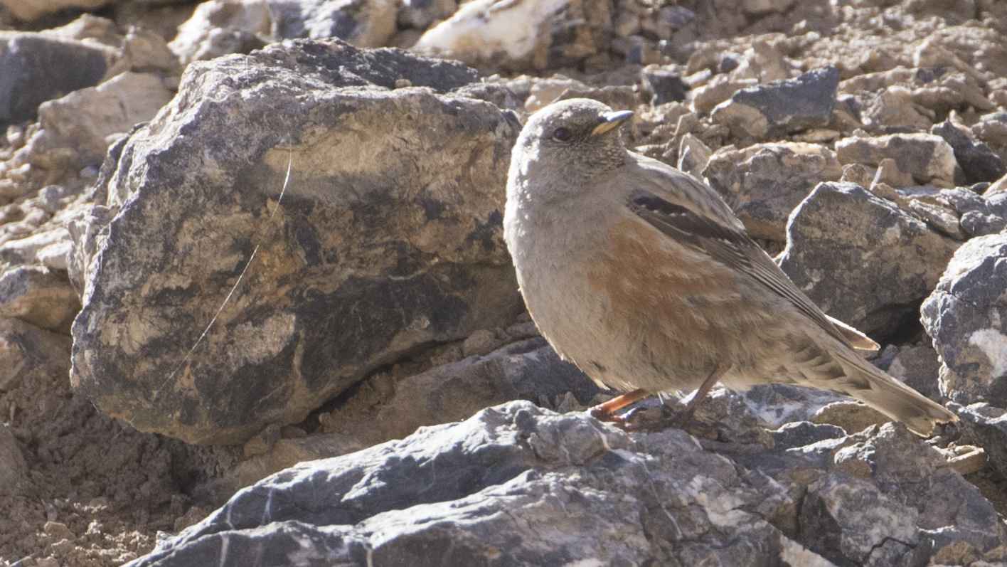 Dunnock