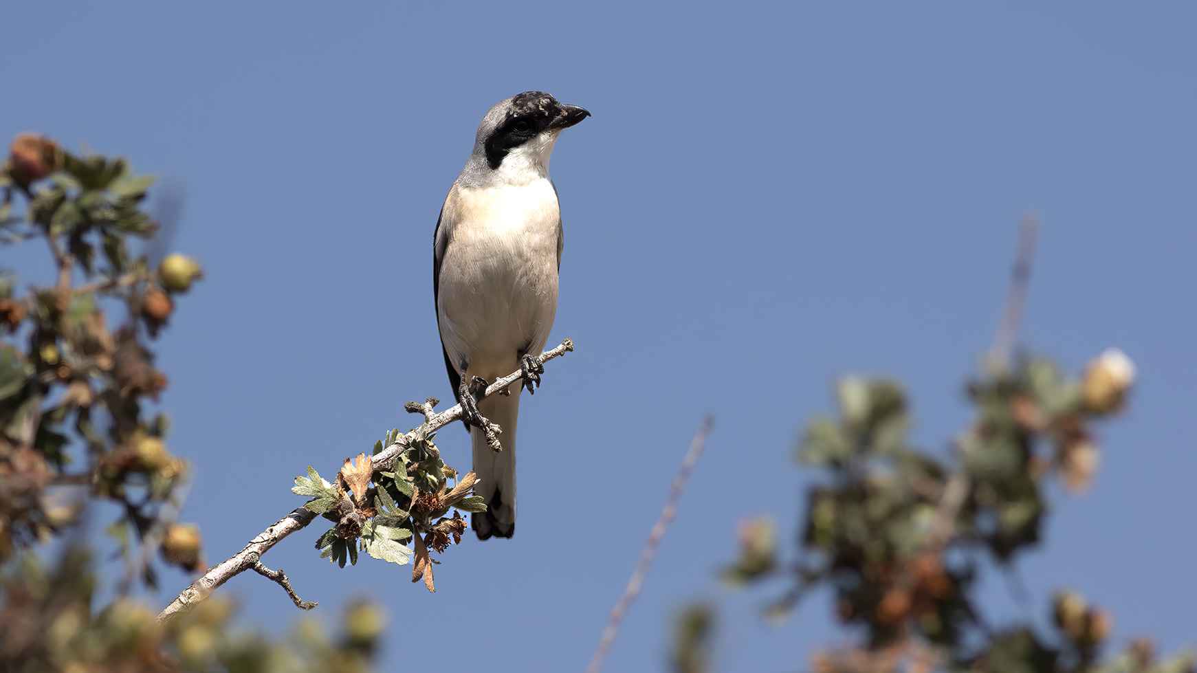 Lesser Gray Shrike