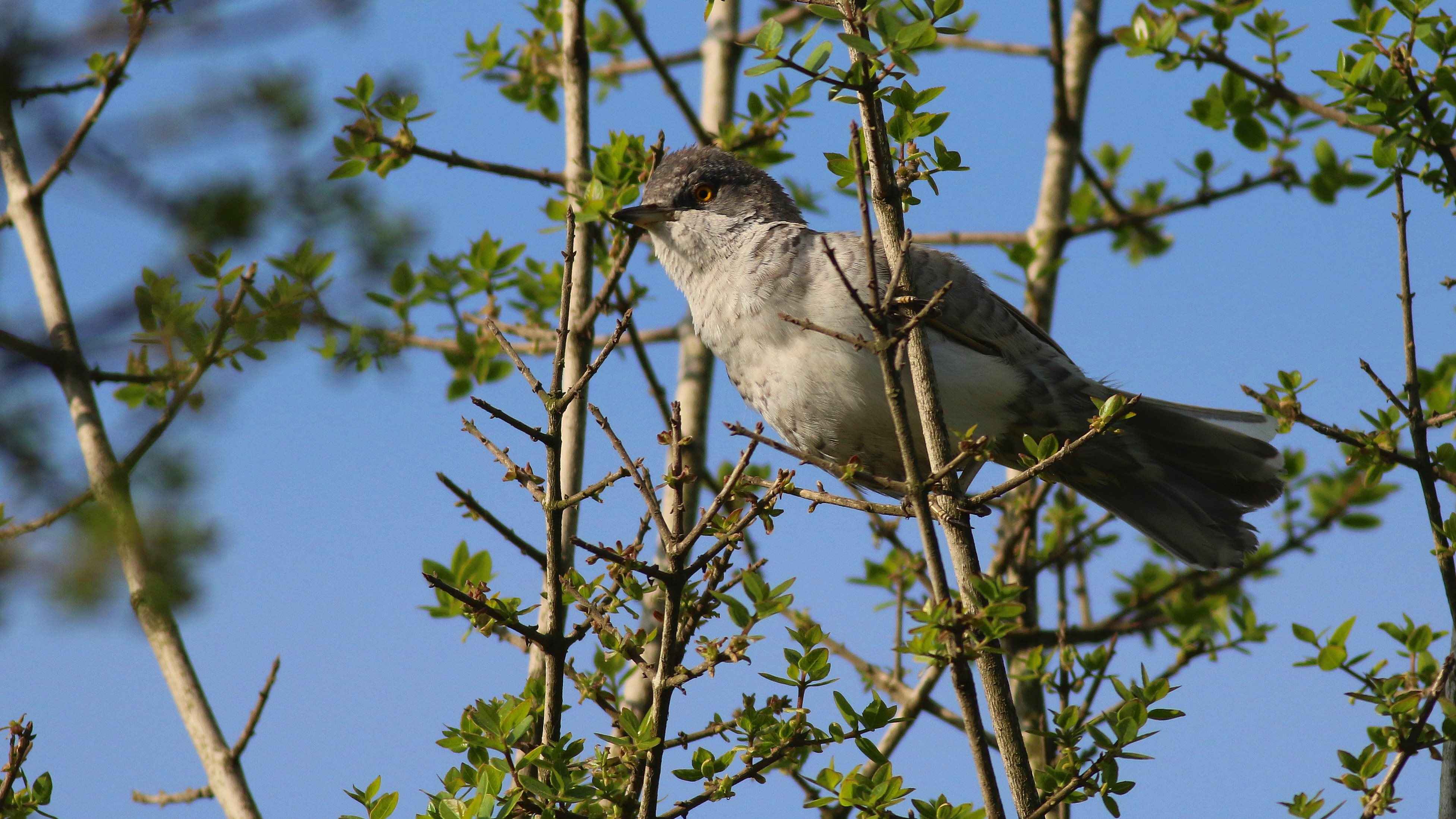 Barred Warbler