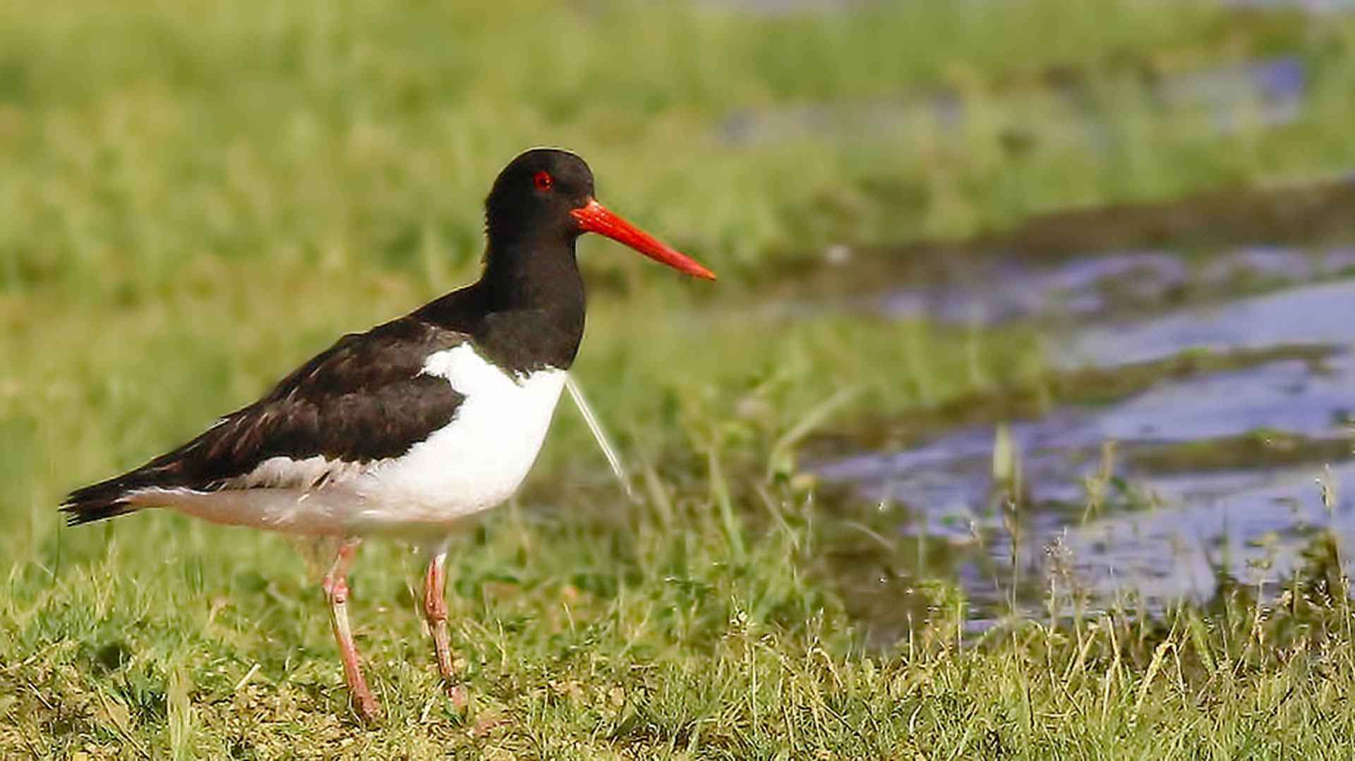 Eurasian Oystercatcher