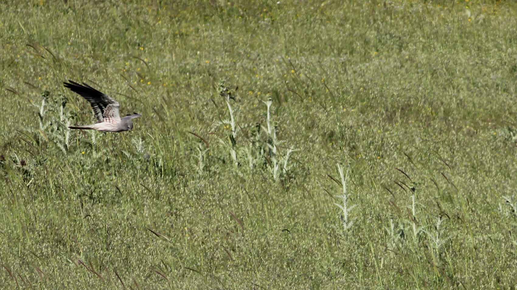 Montagu's Harrier