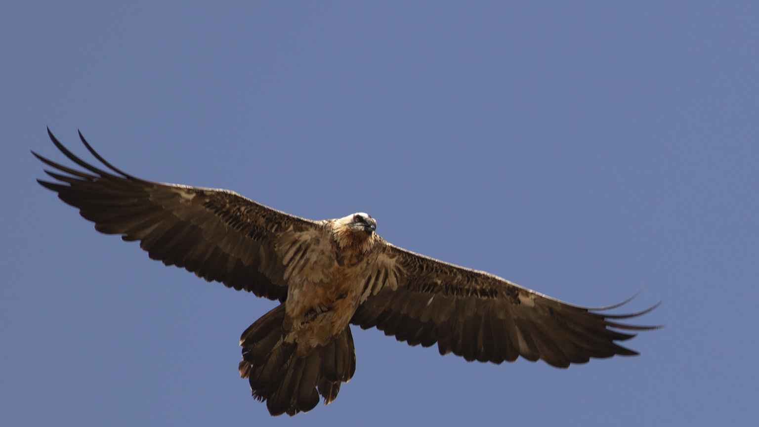 Bearded Vulture