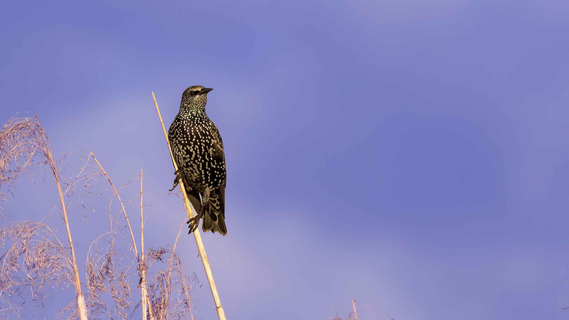 European Starling