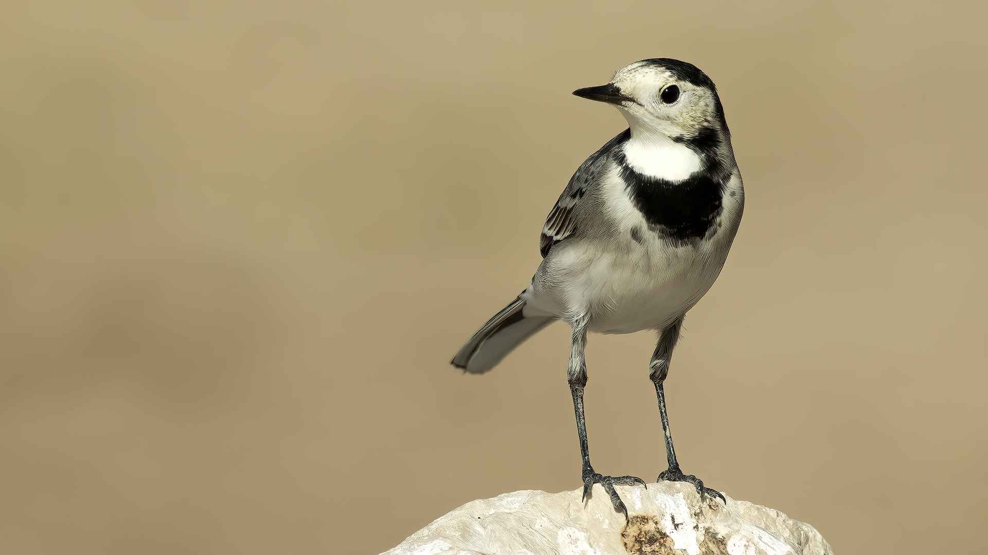 White Wagtail