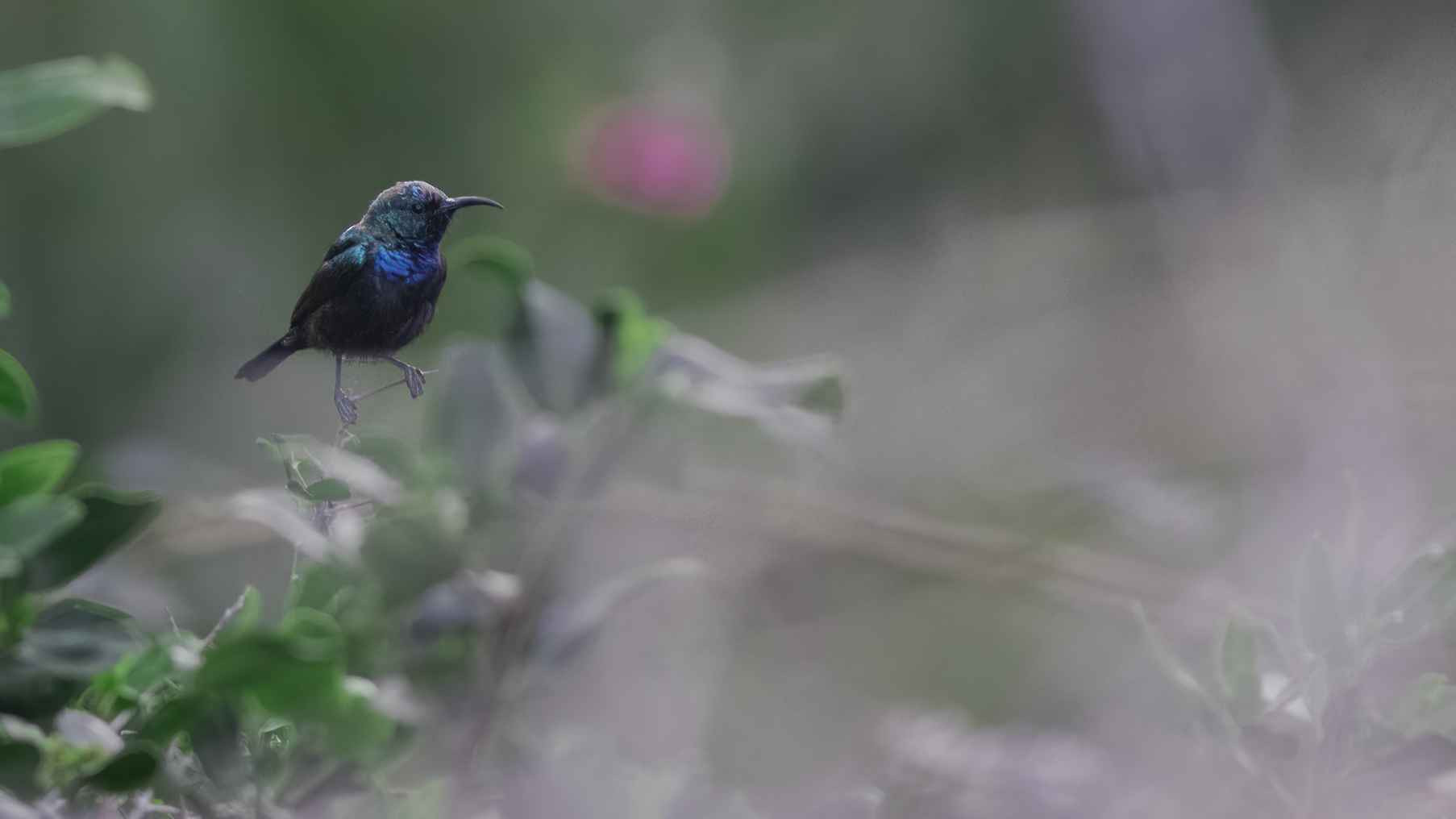 Palestine Sunbird
