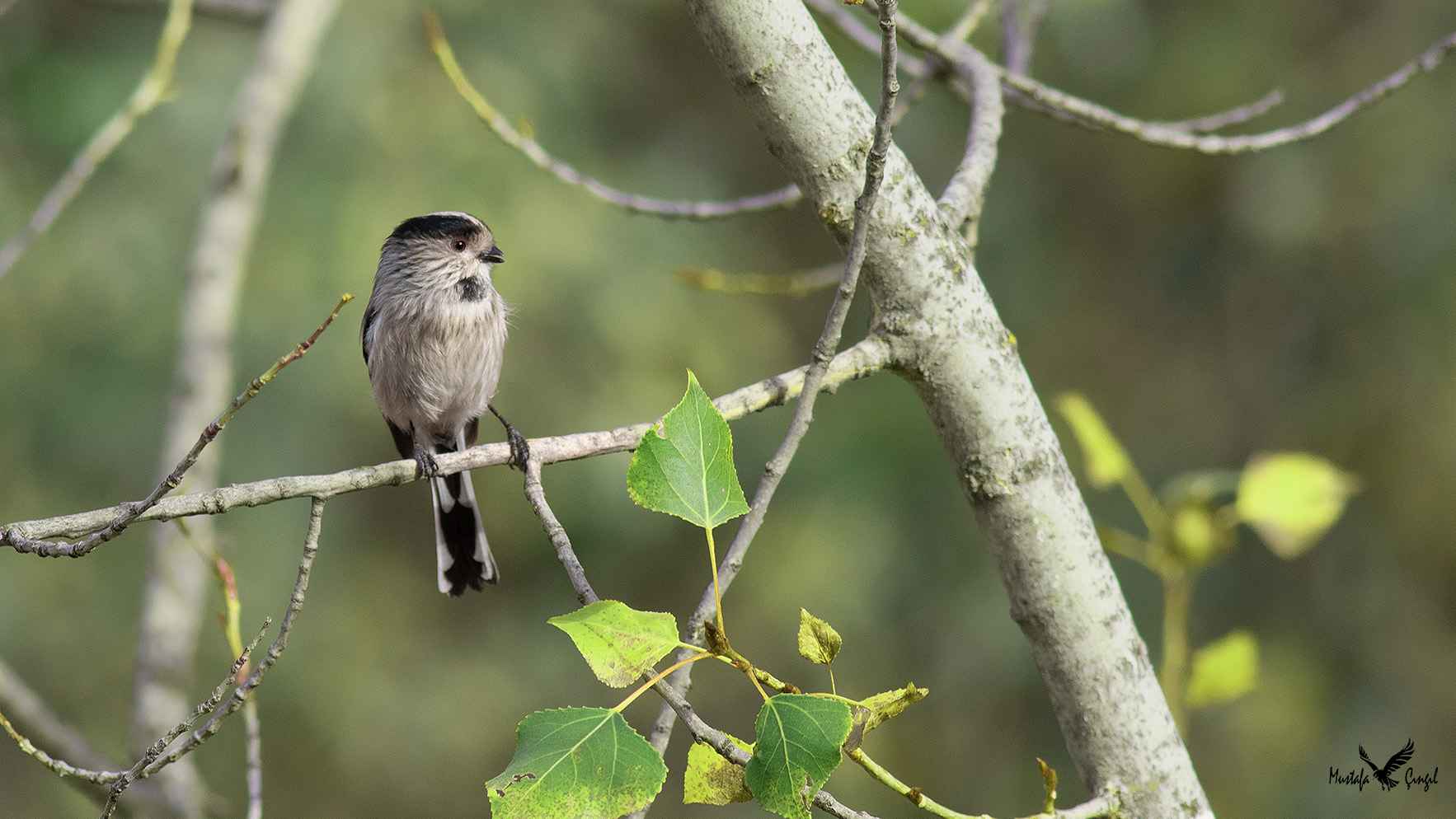 Long-tailed Tit