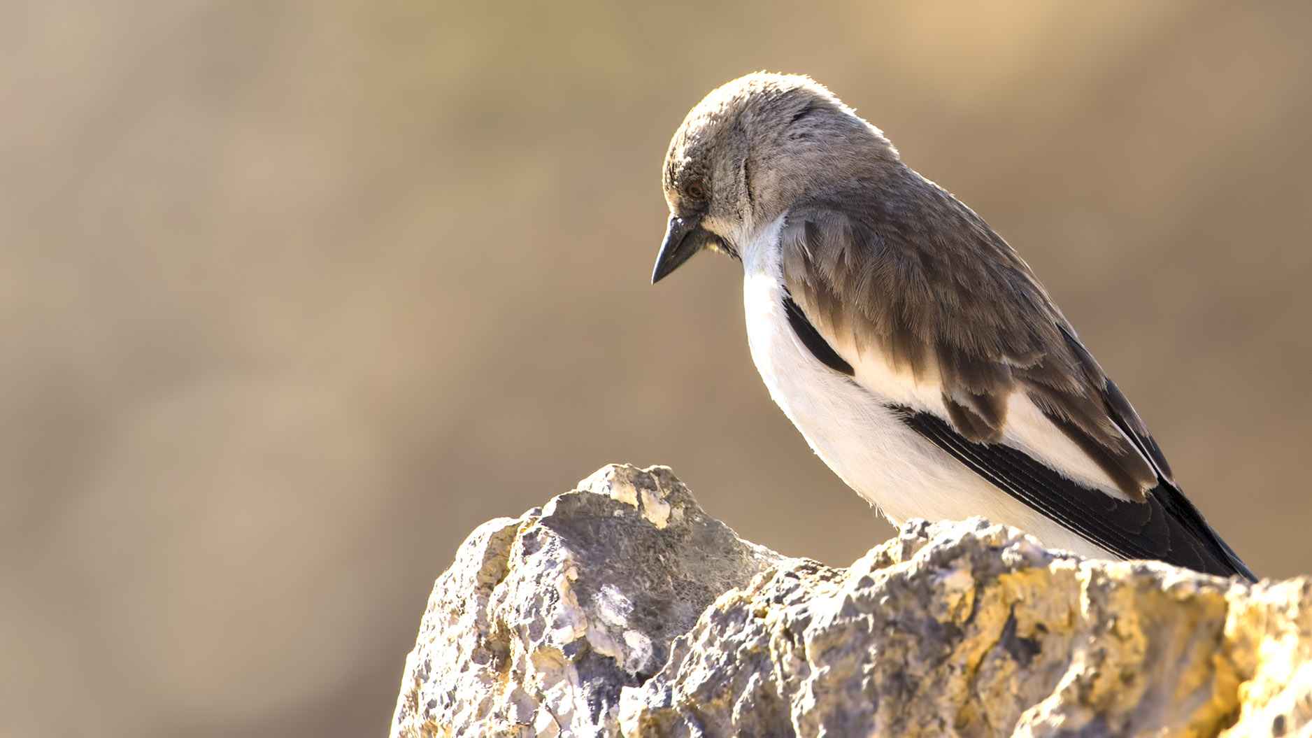 White-winged Snowfinch
