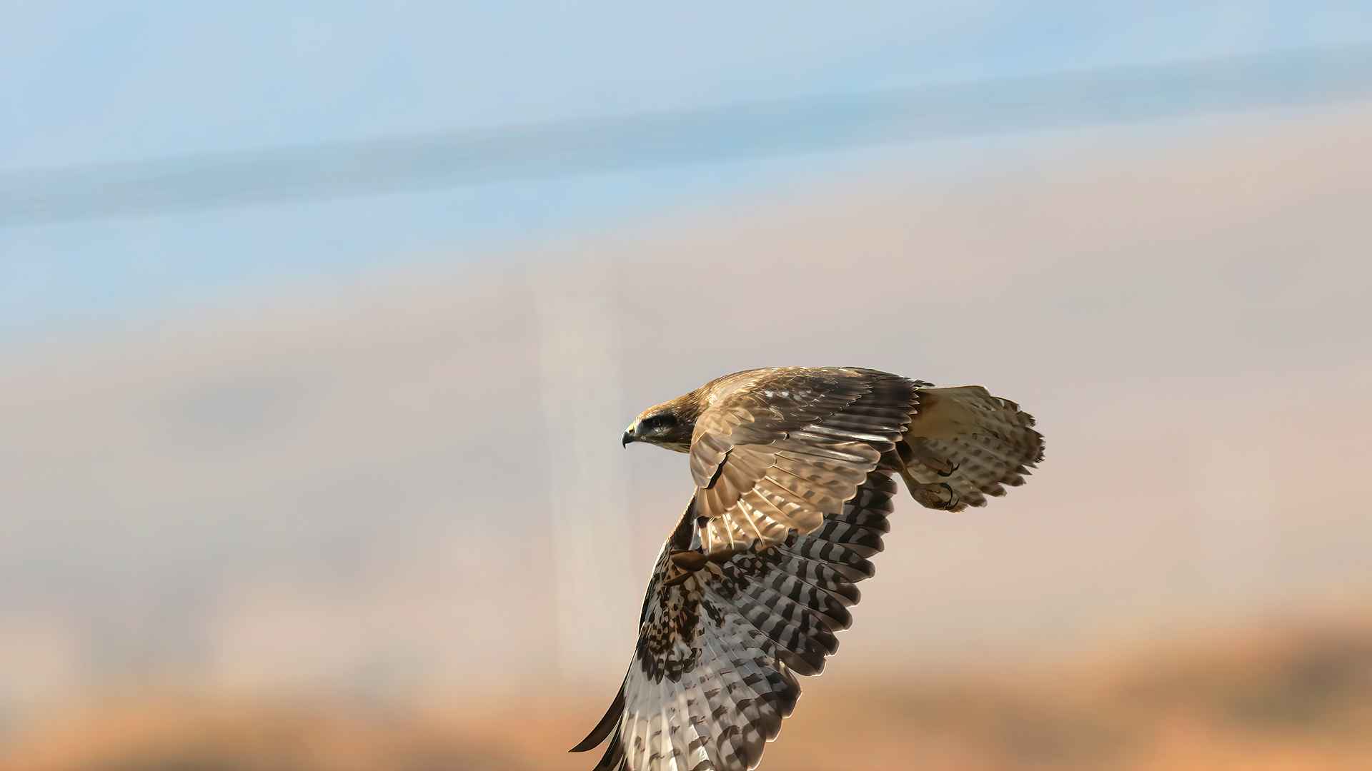 Common Buzzard