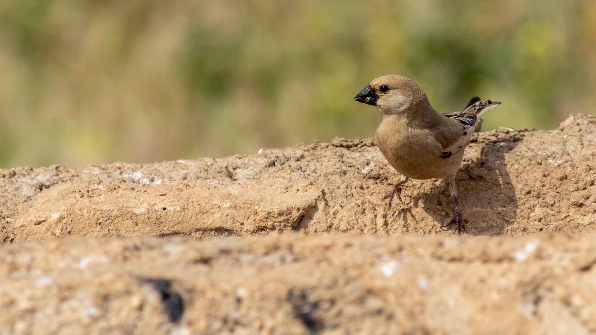 Desert Finch