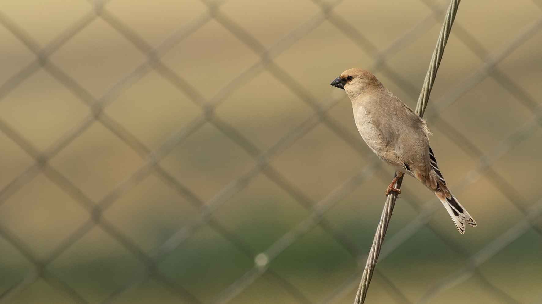 Desert Finch