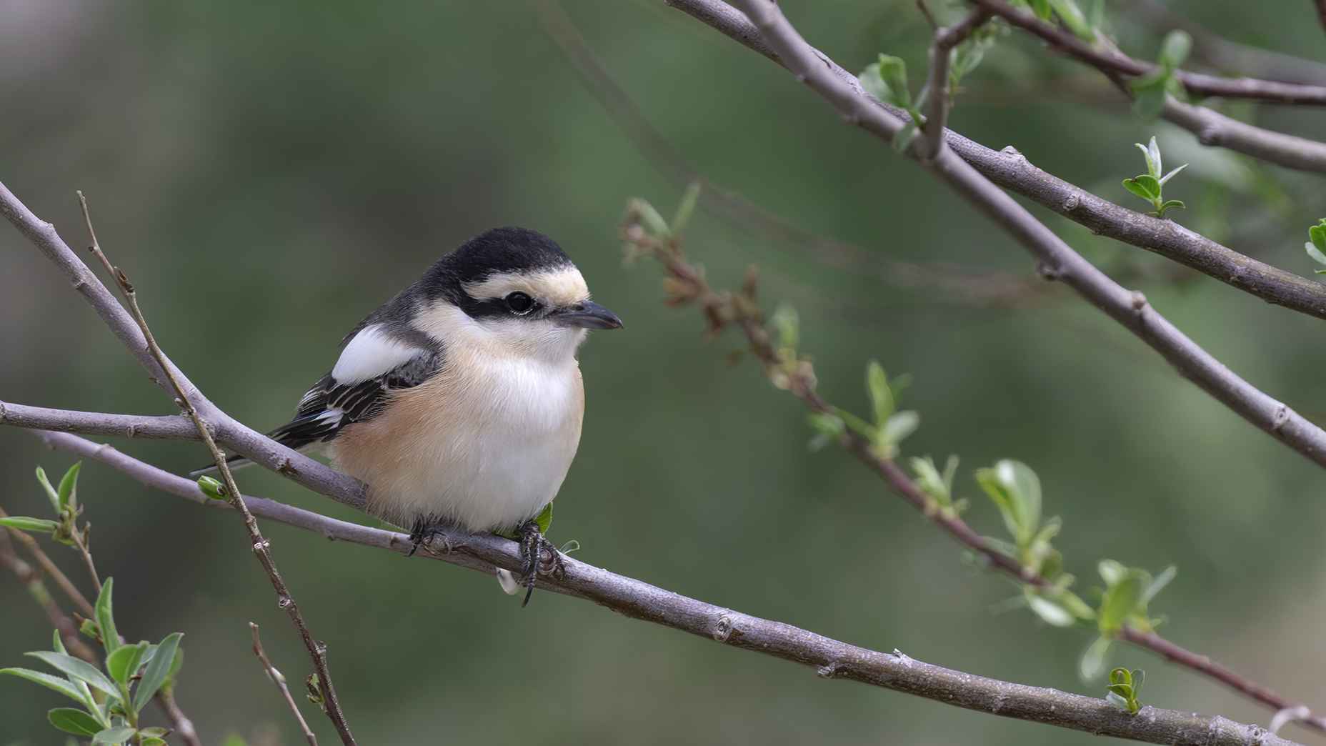 Masked Shrike