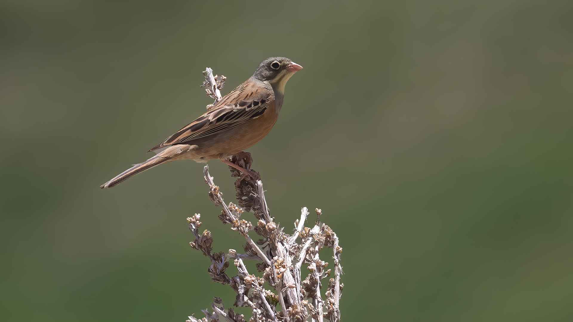 Ortolan Bunting