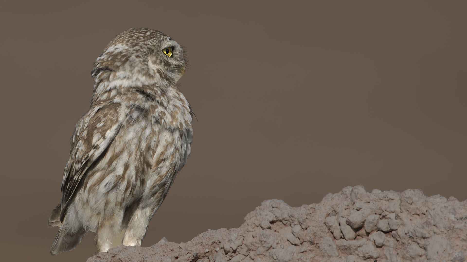 Little Owl
