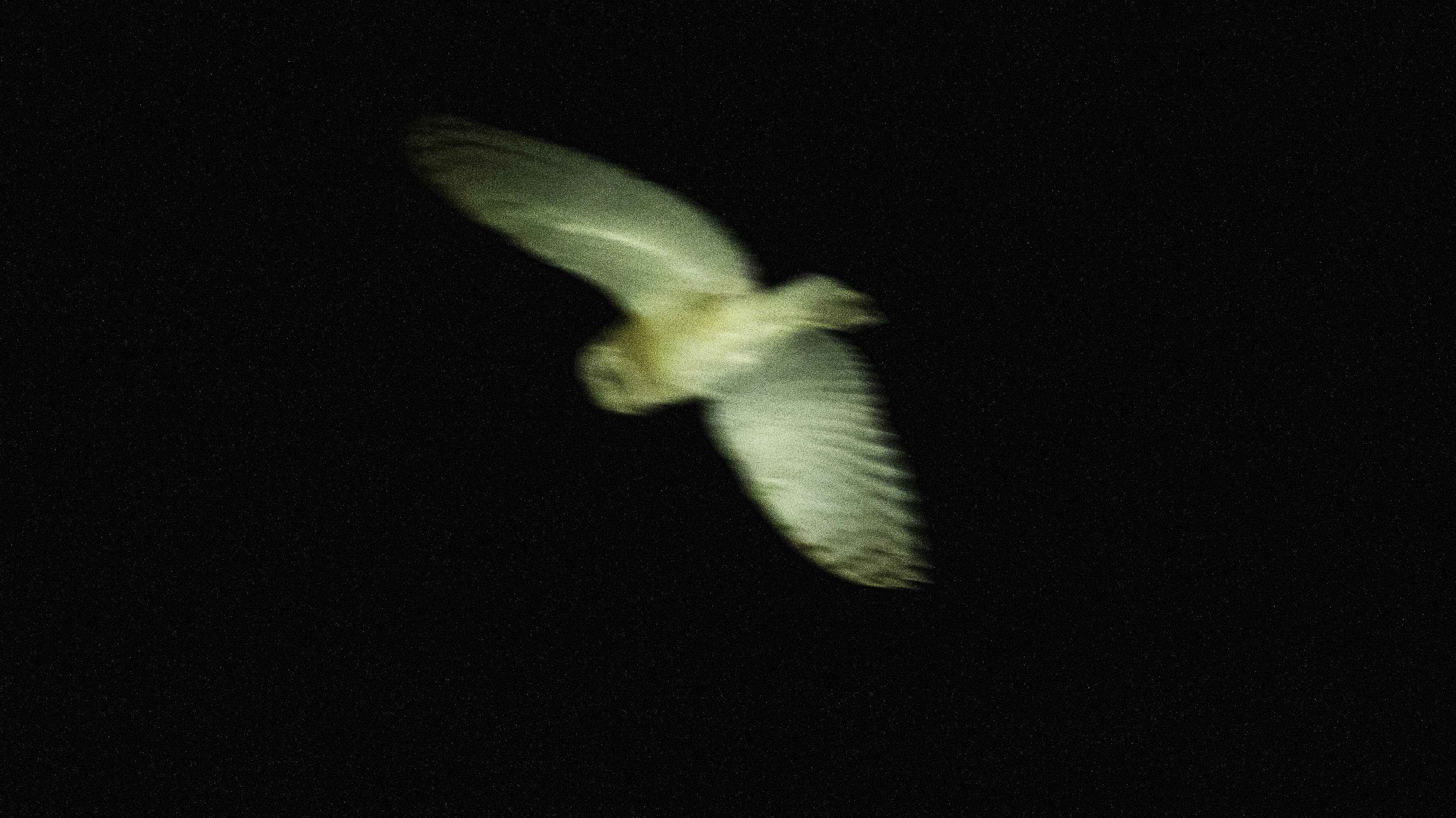 Barn Owl