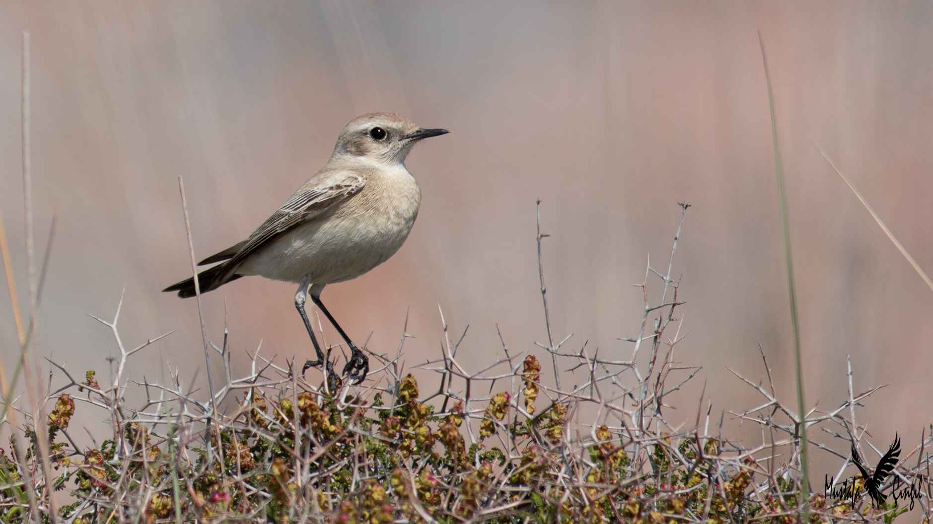 Desert Wheatear