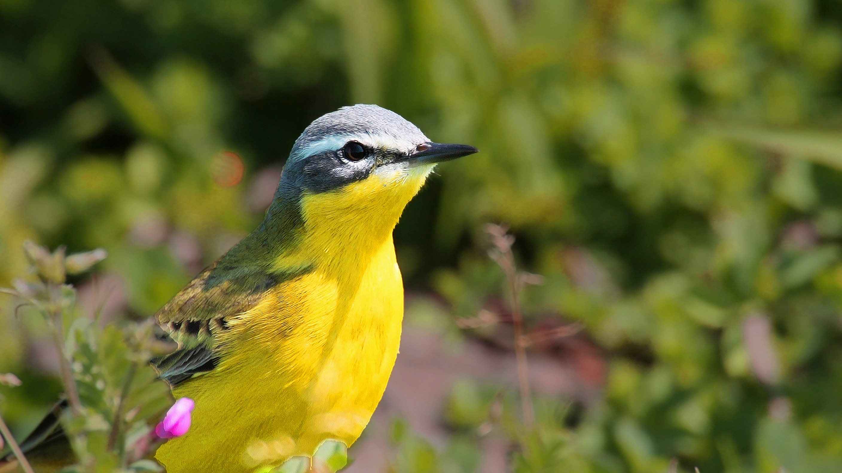 Western Yellow Wagtail