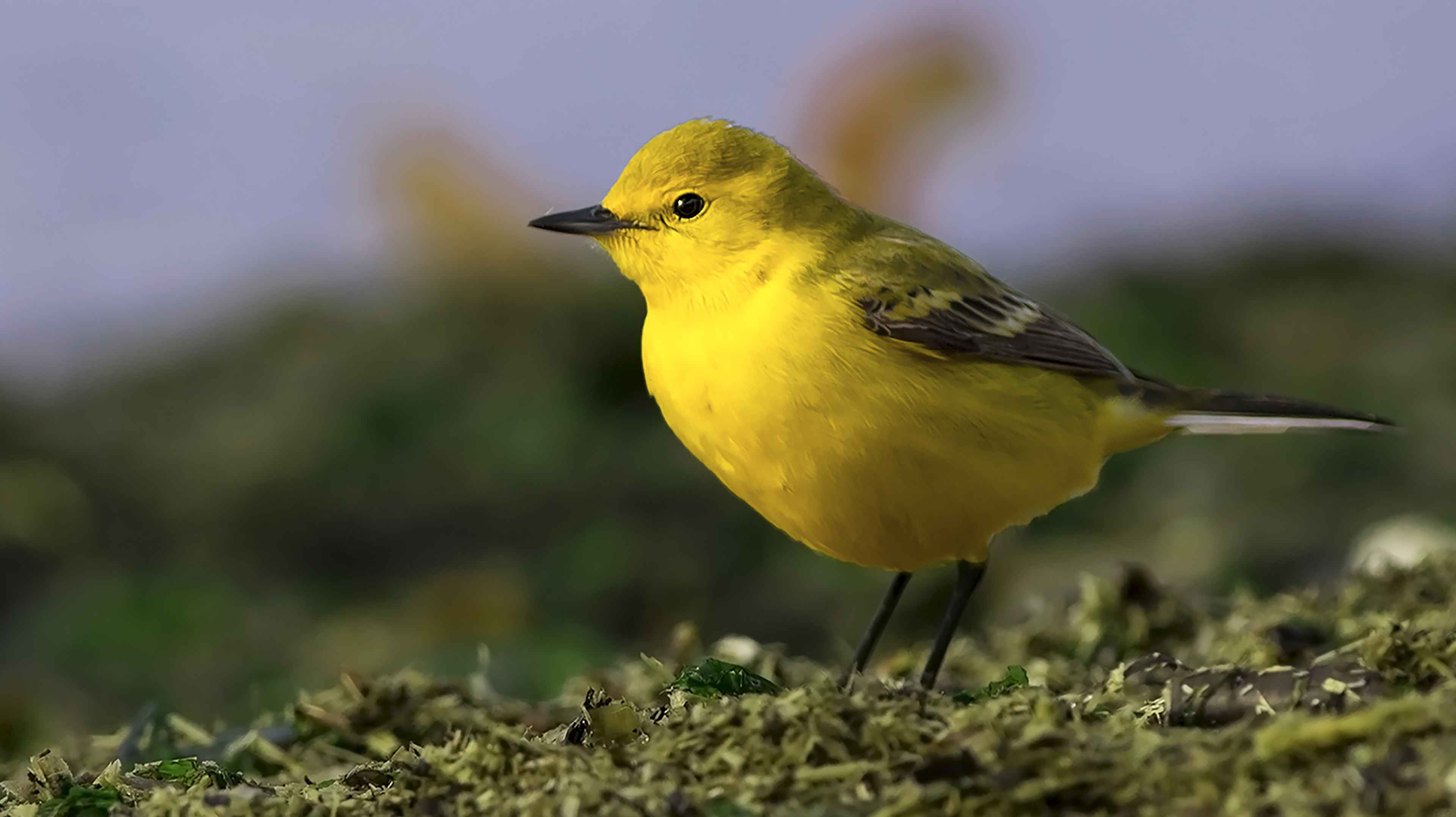Western Yellow Wagtail