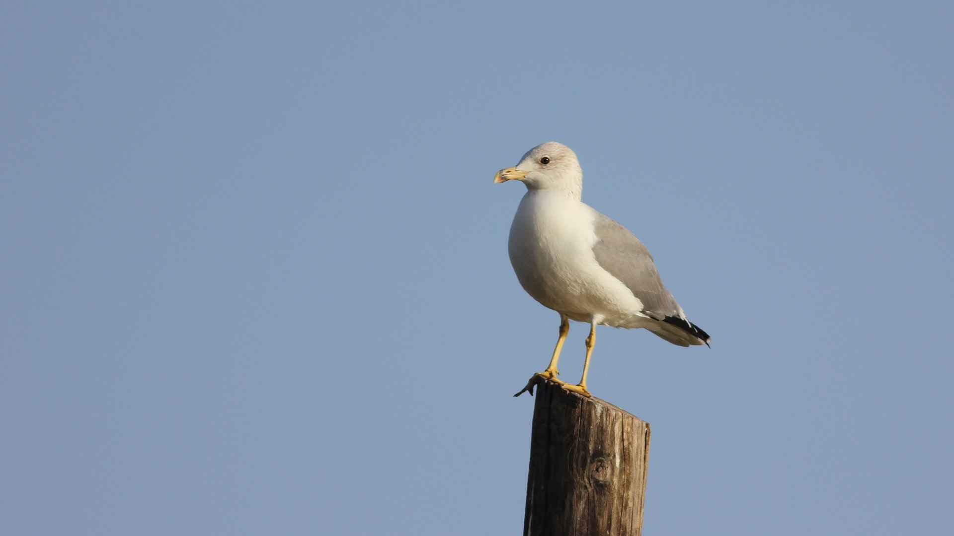 Armenian Gull