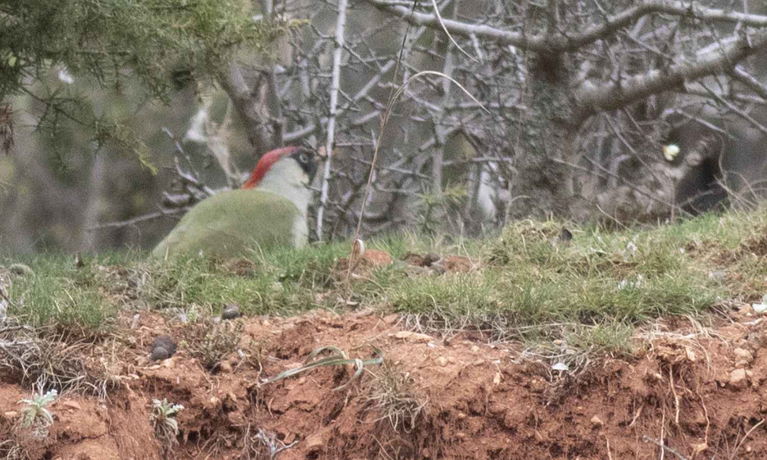 Eurasian Green Woodpecker