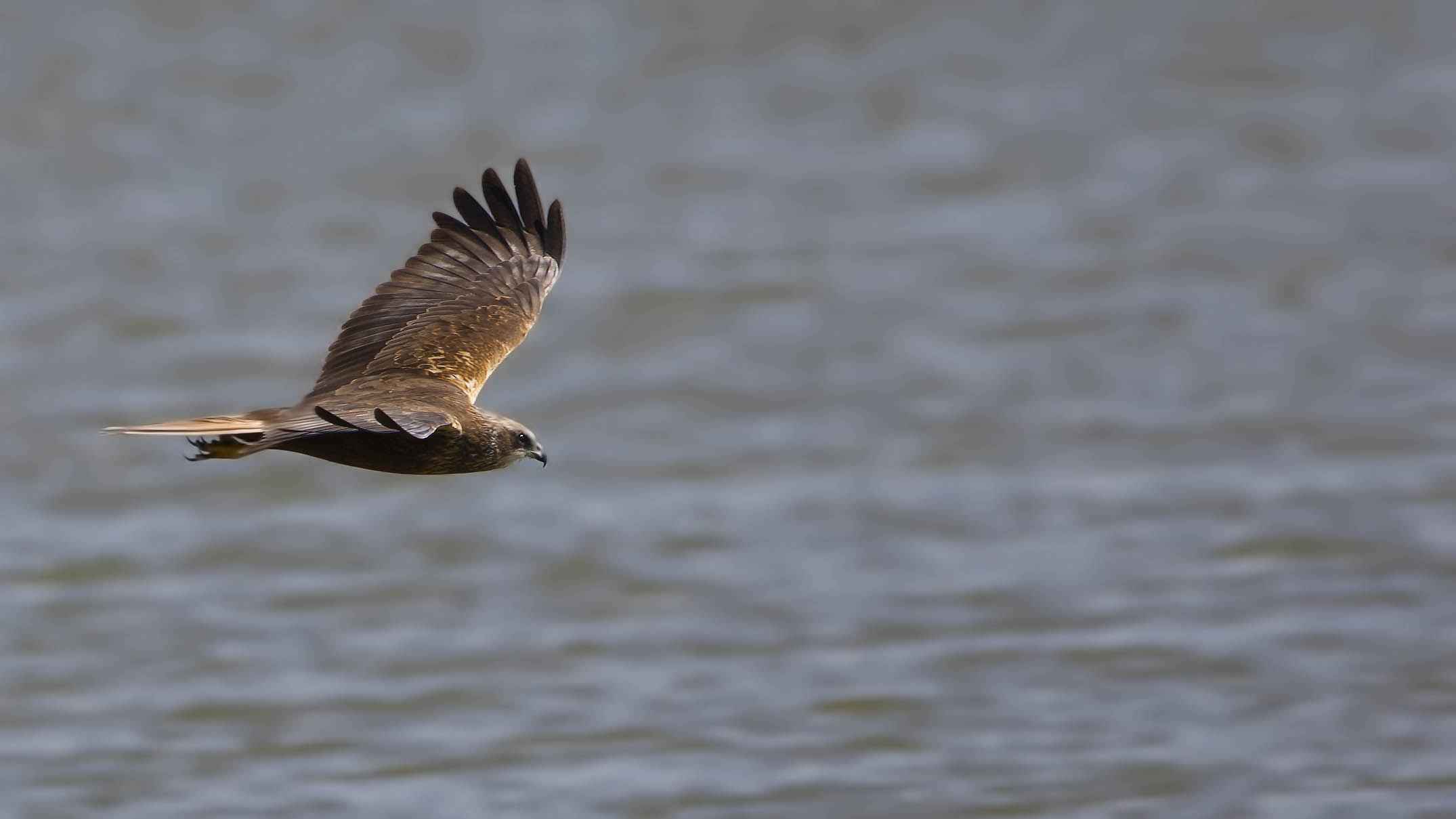 Eurasian Marsh-Harrier