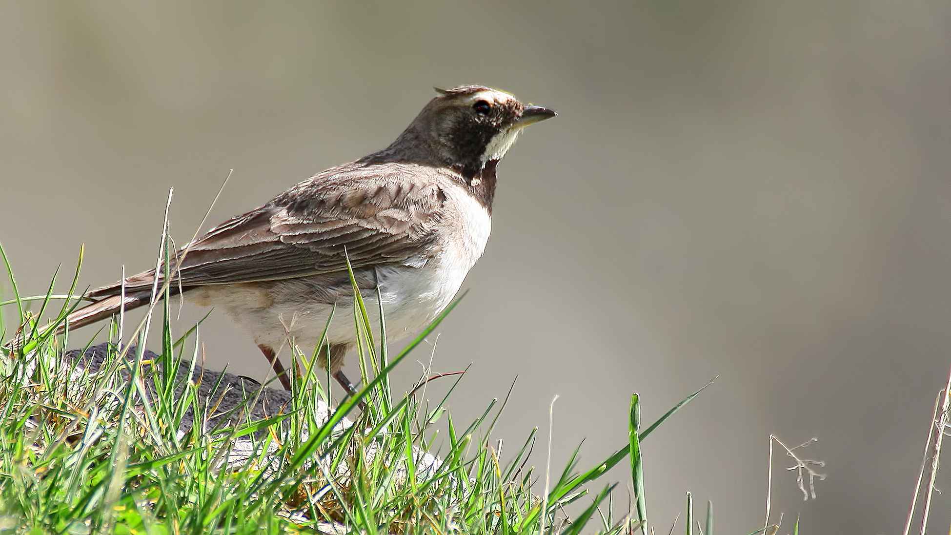 Horned Lark