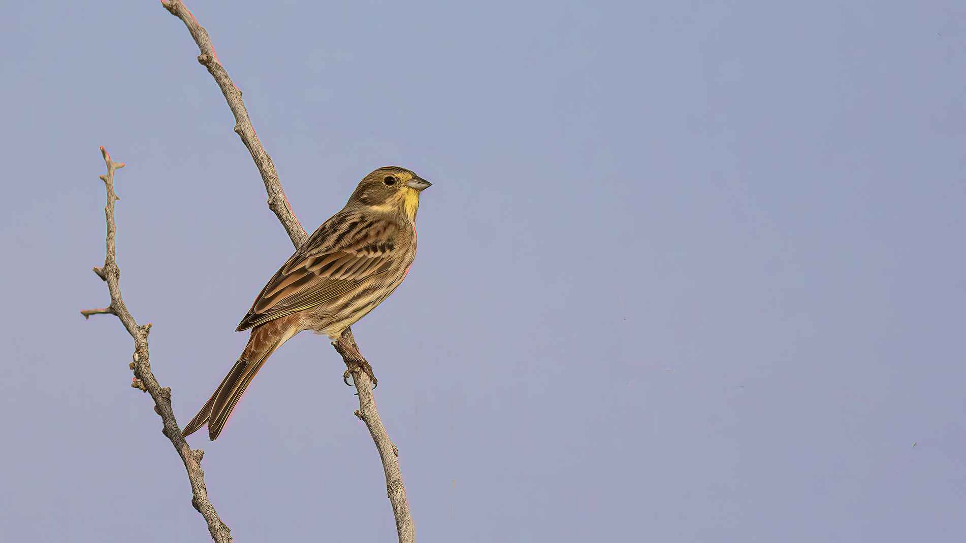 Yellowhammer