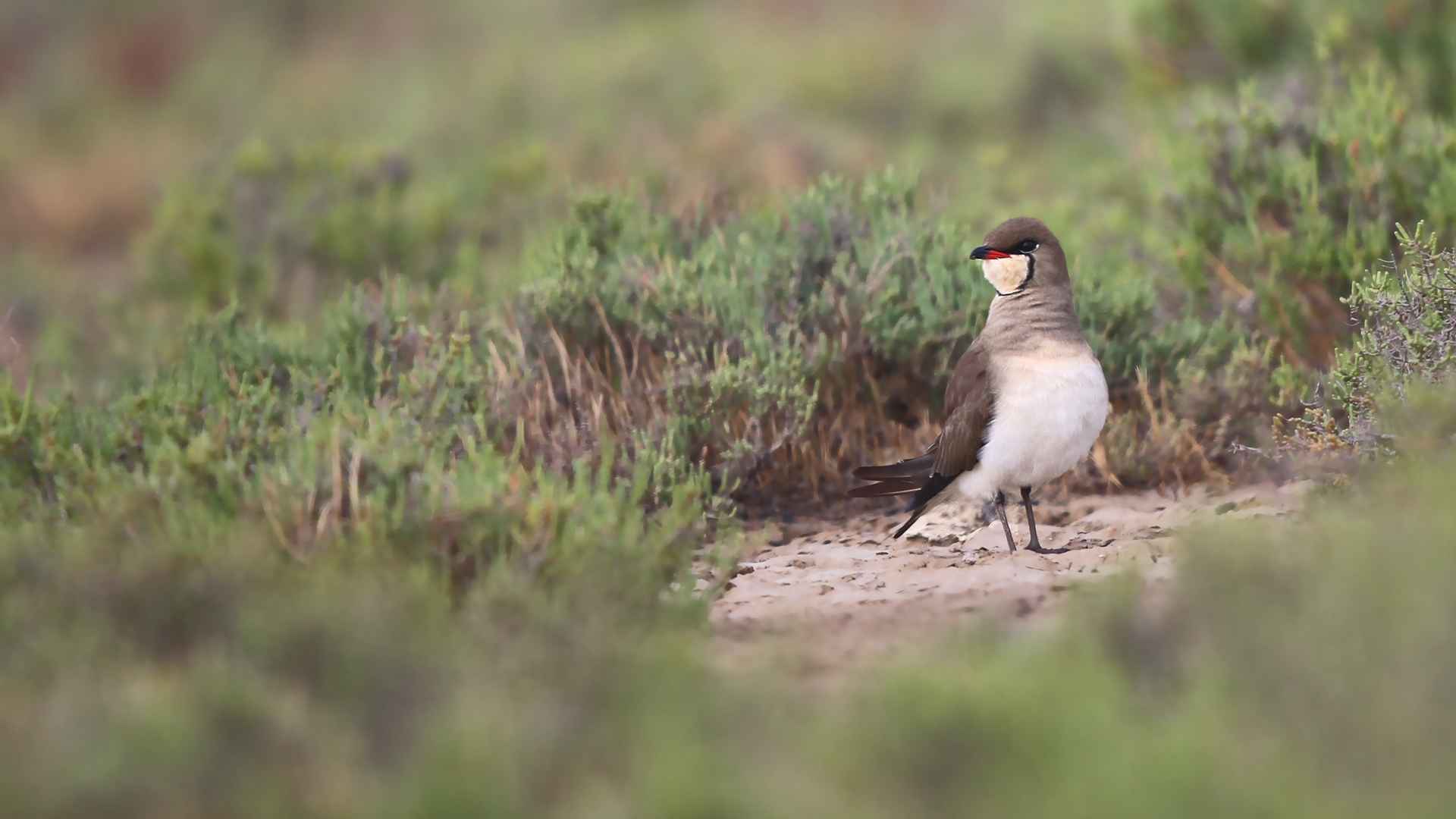 Collared Pratincole