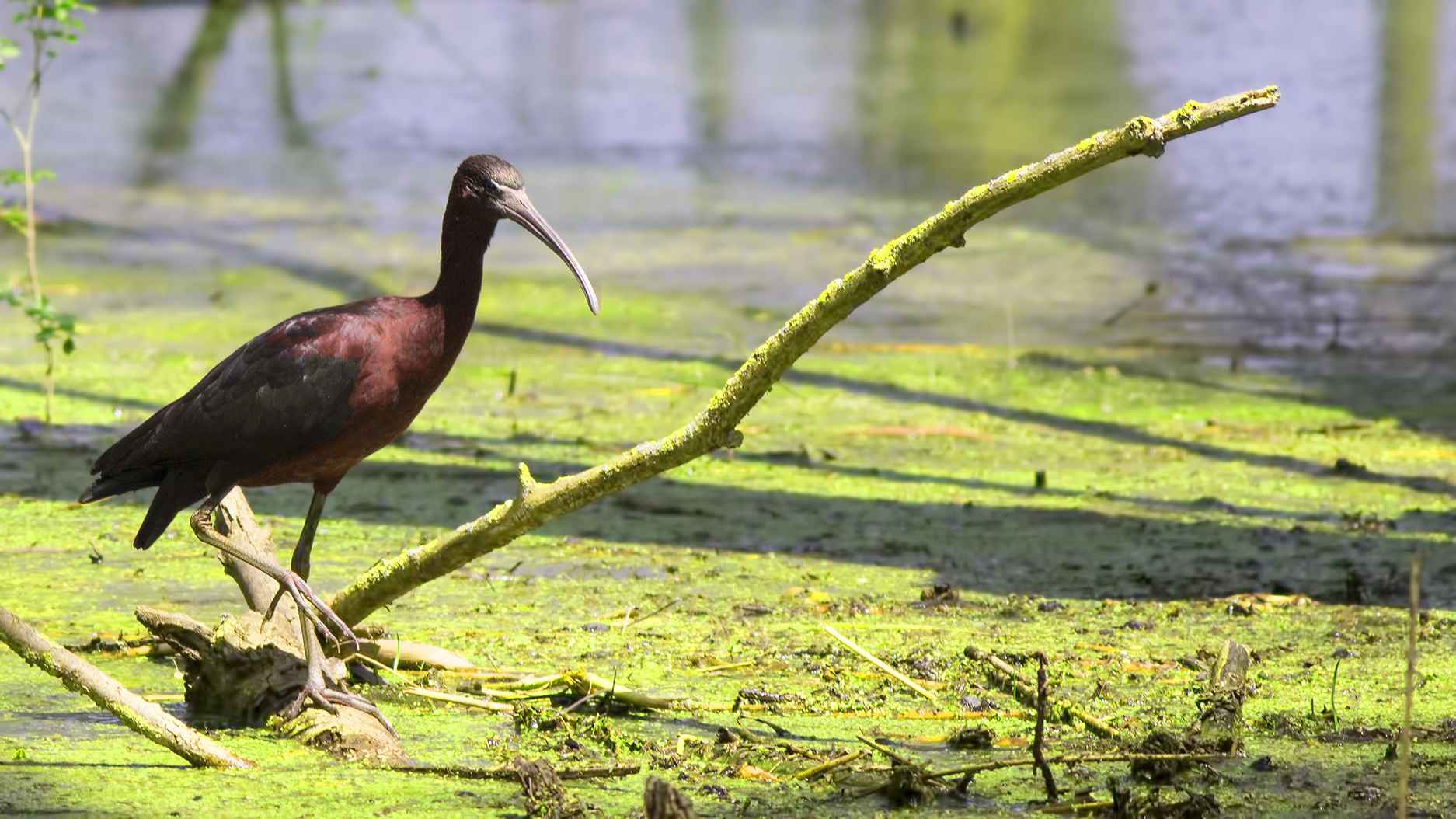 Glossy Ibis