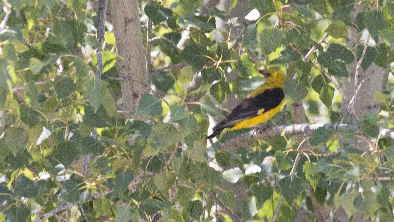 Eurasian Golden Oriole