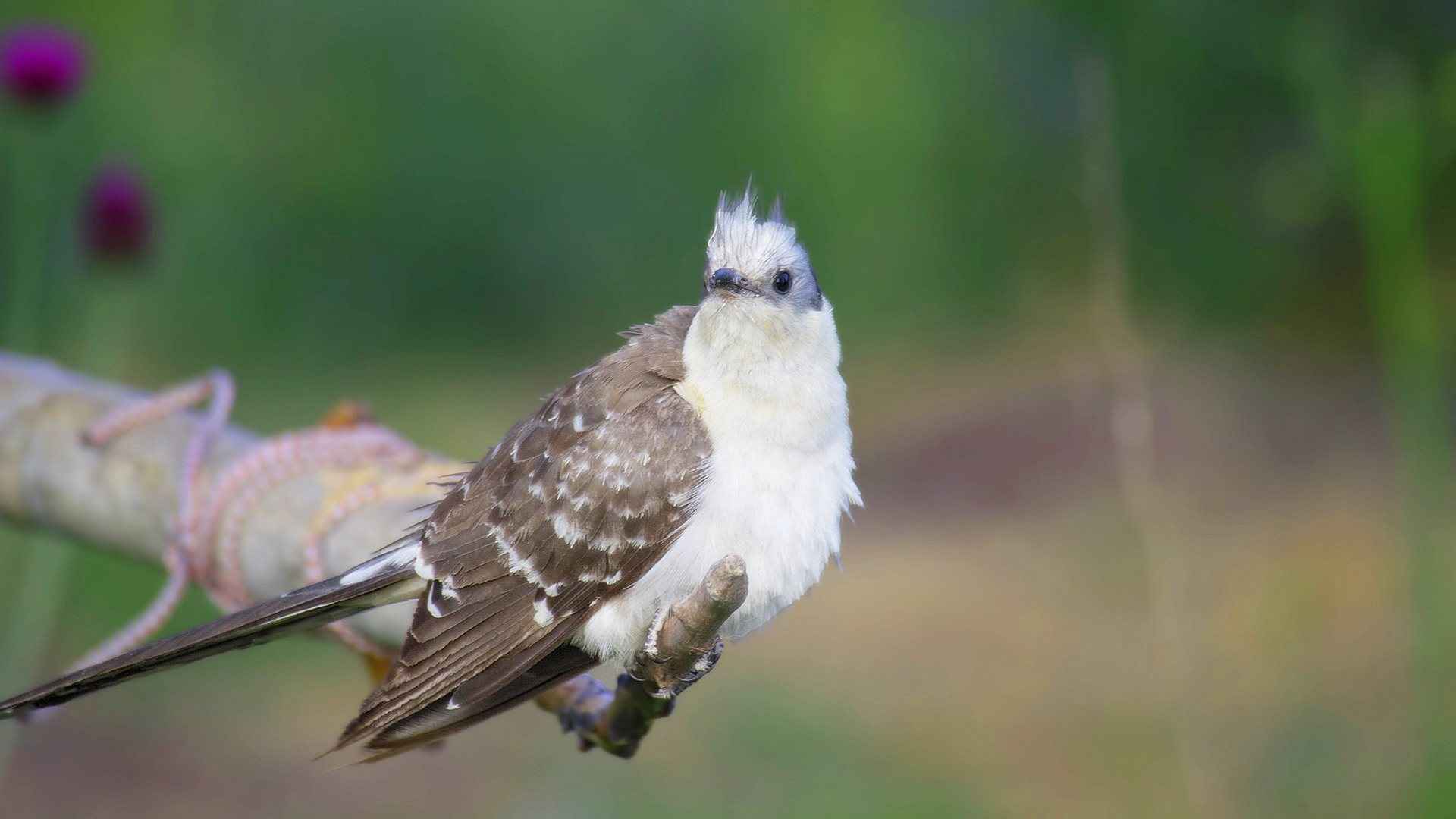 Great Spotted Cuckoo