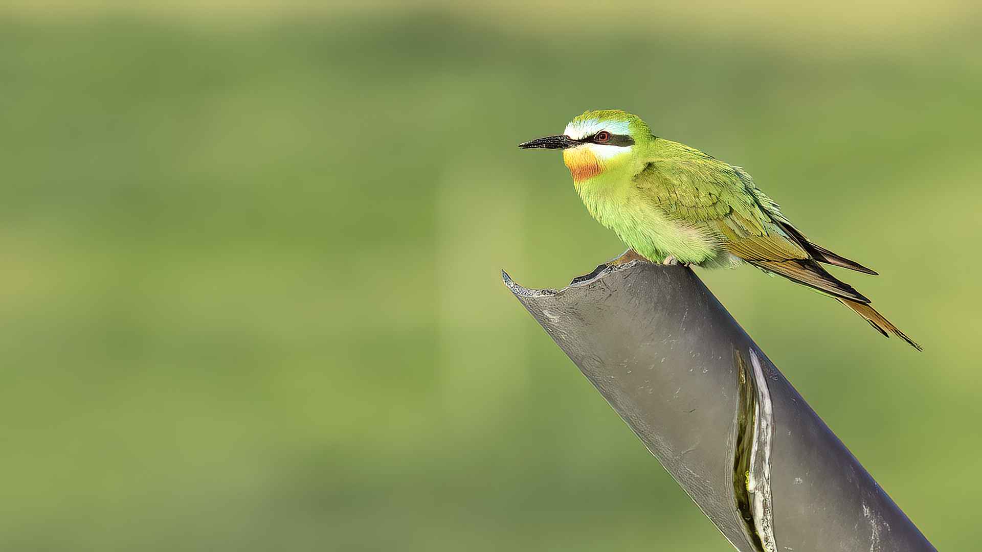 Blue-cheeked Bee-eater