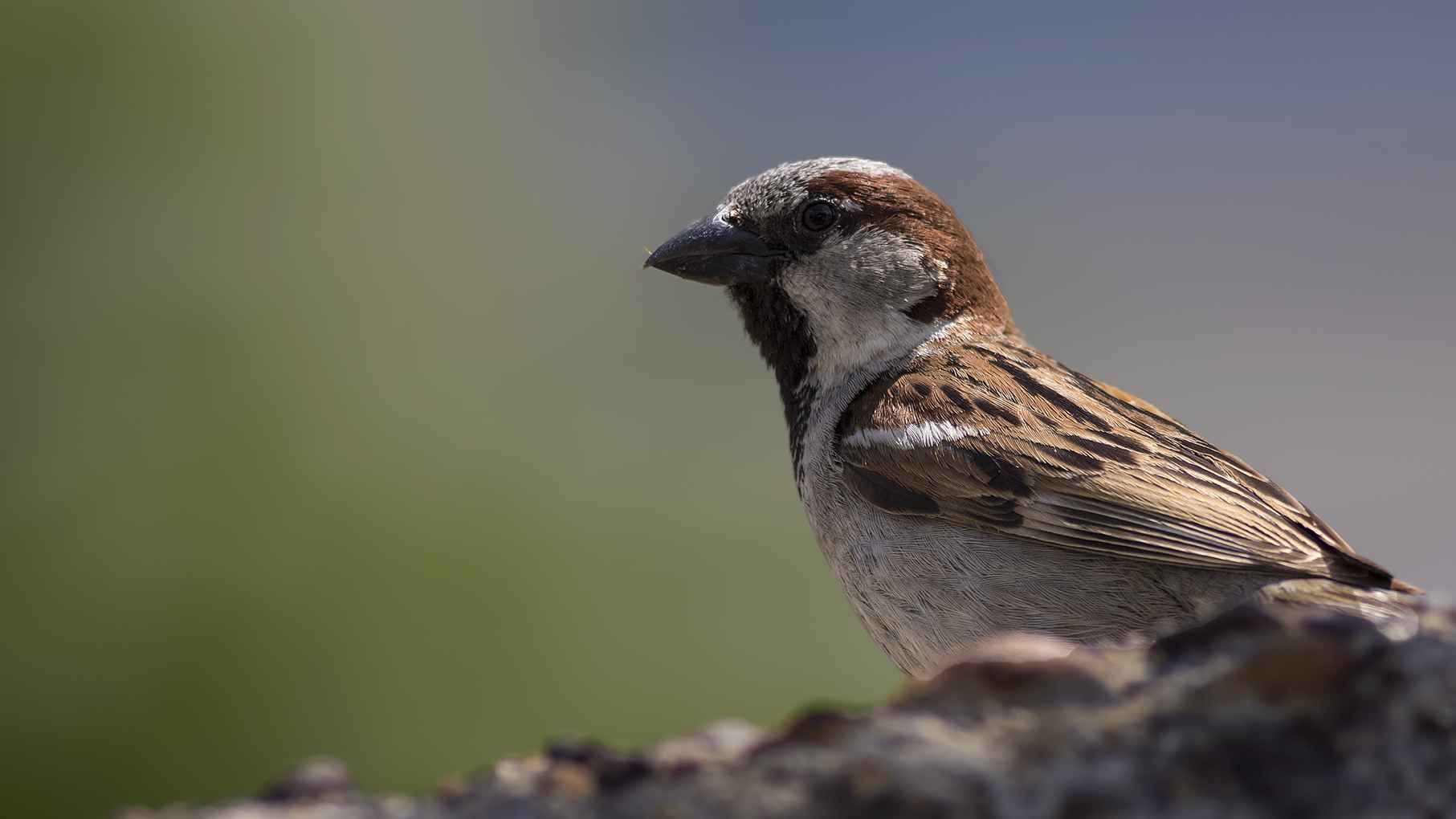 House Sparrow