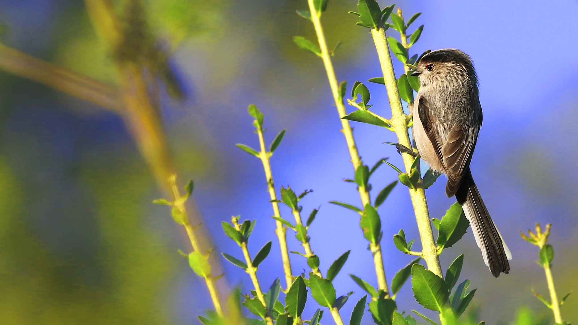 Long-tailed Tit