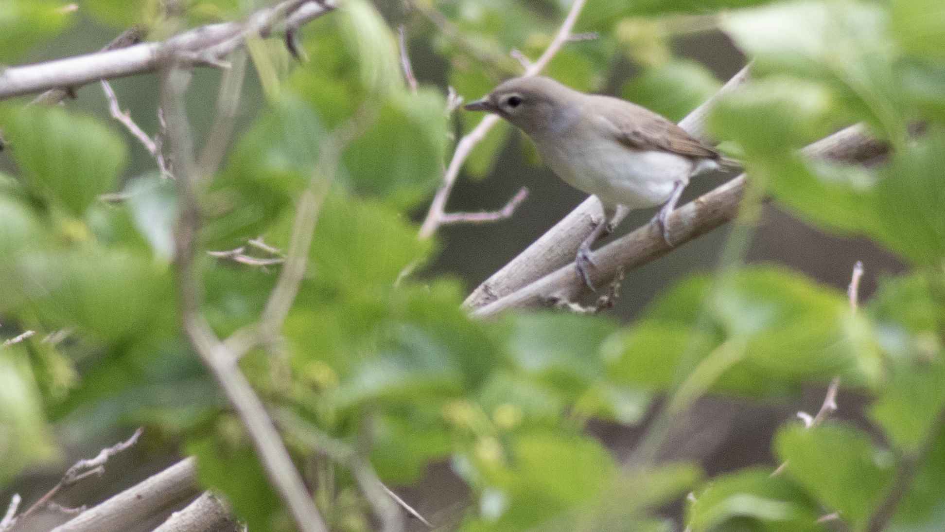 Eastern Orphean Warbler