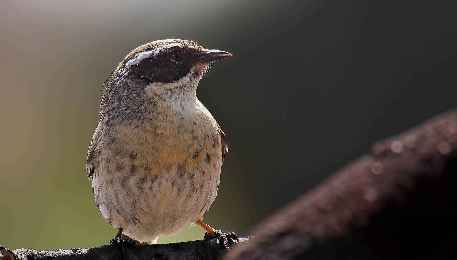 Radde's Accentor