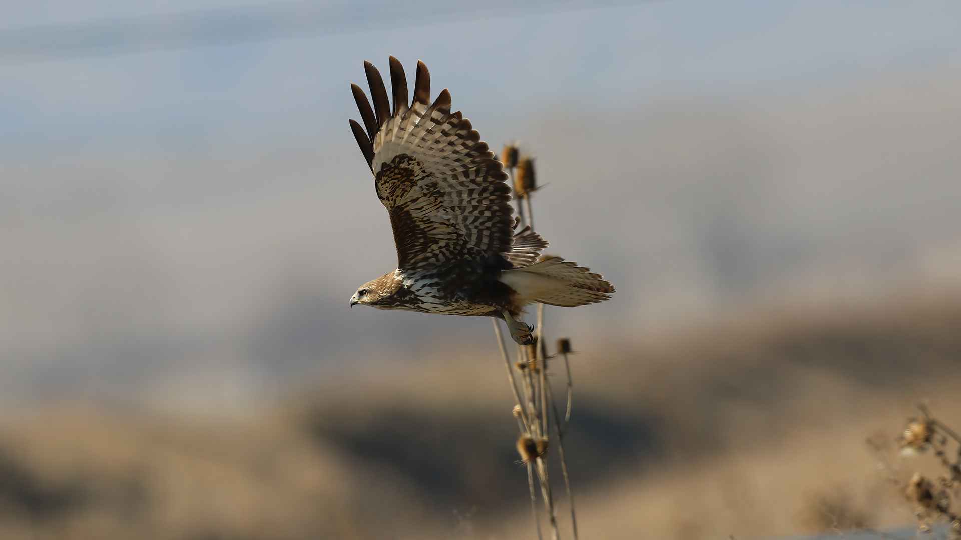 Long-legged Buzzard
