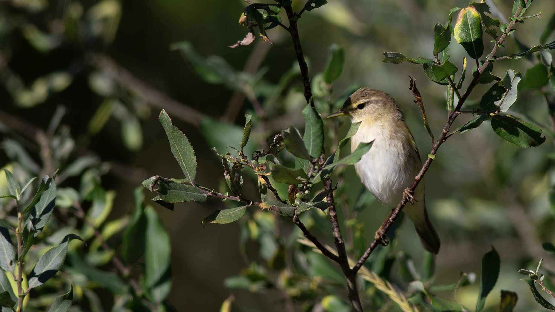 Willow Warbler