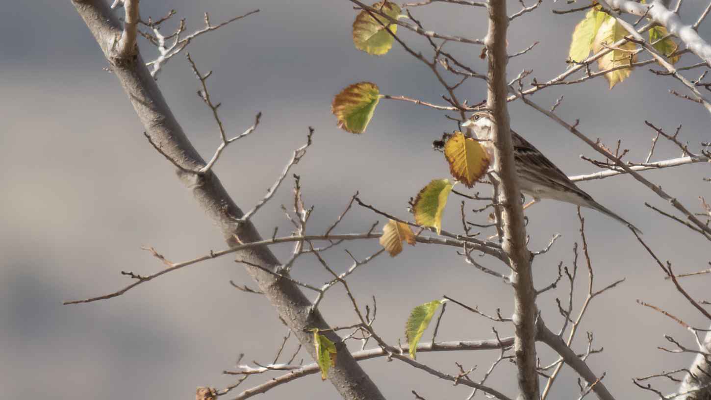 Pine Bunting