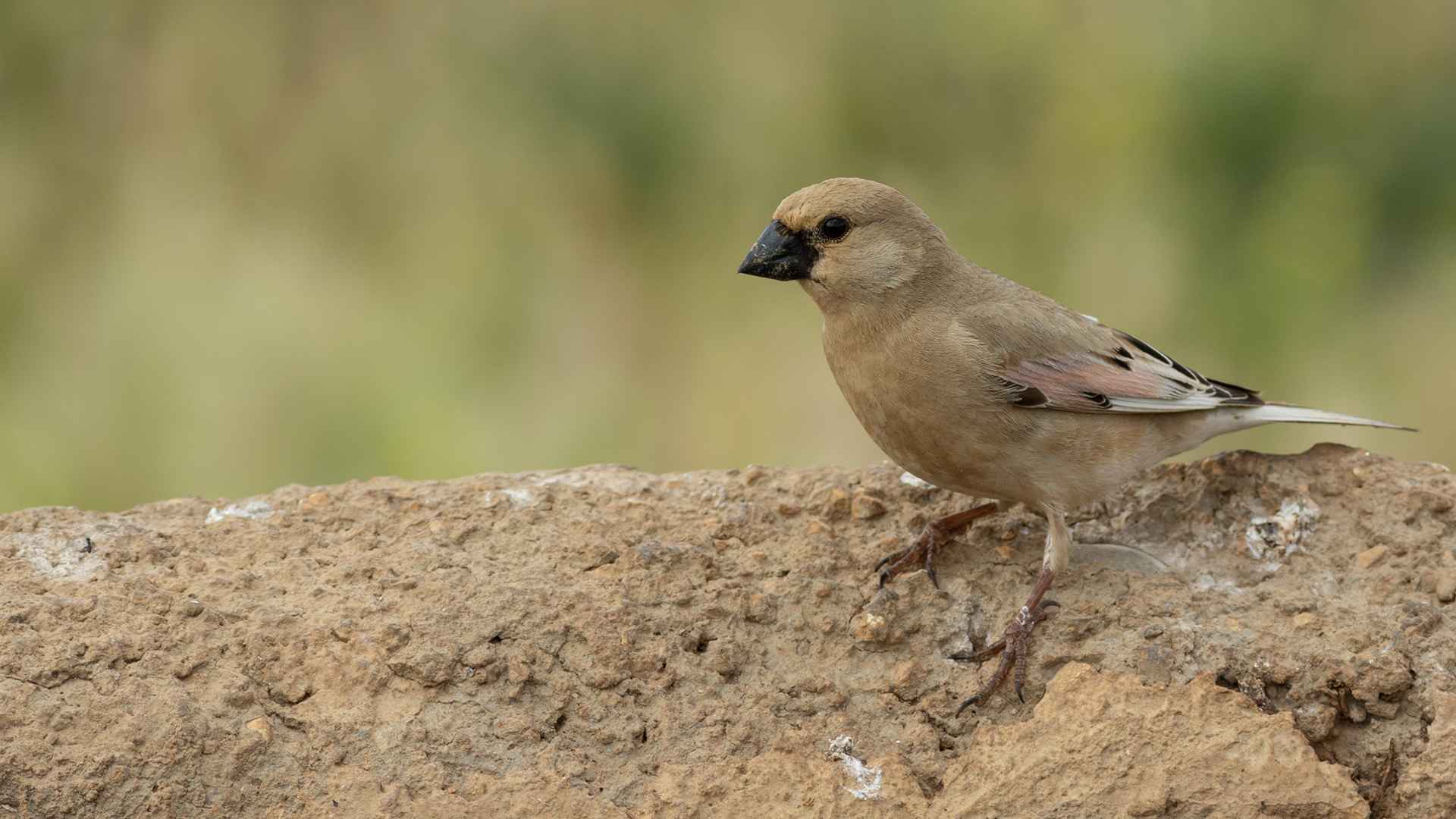 Desert Finch