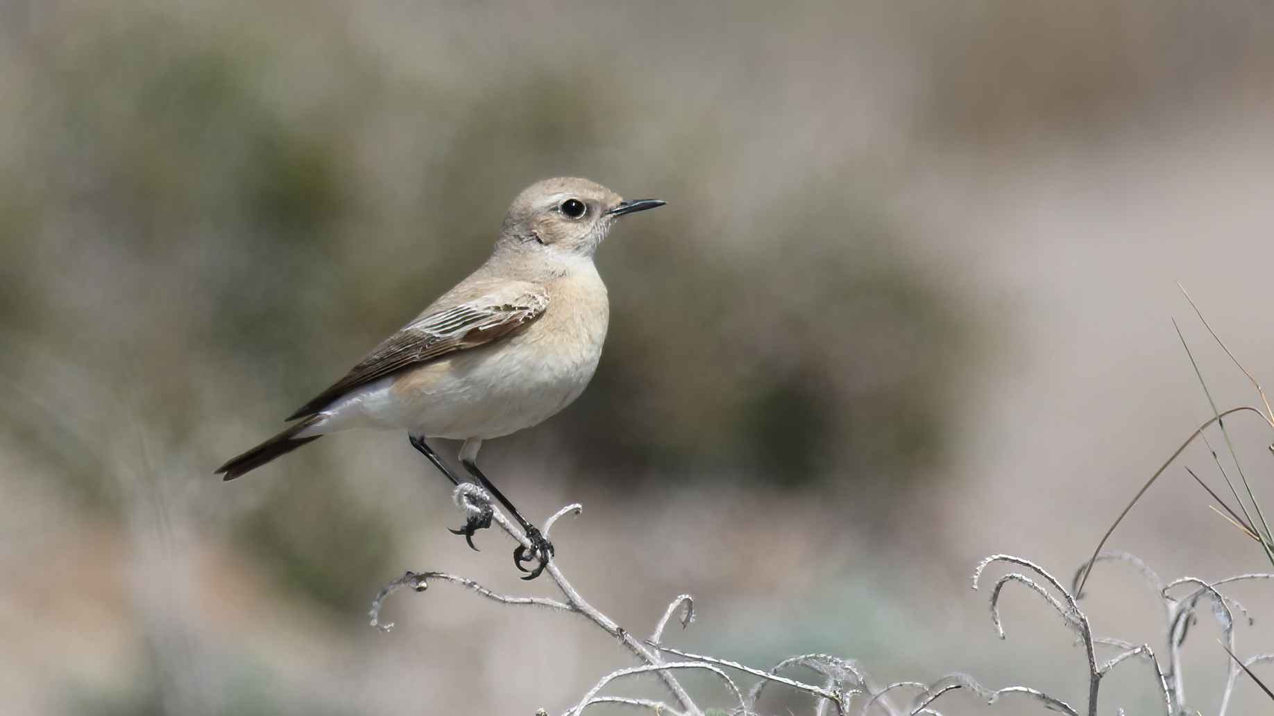 Desert Wheatear