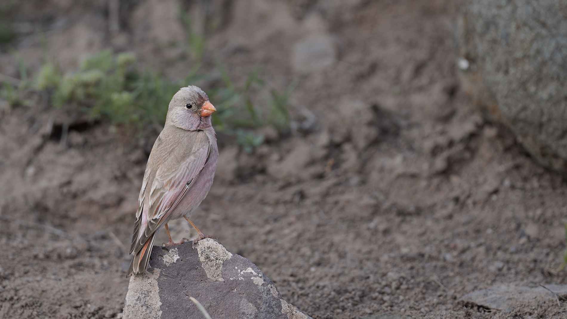 Trumpeter Finch