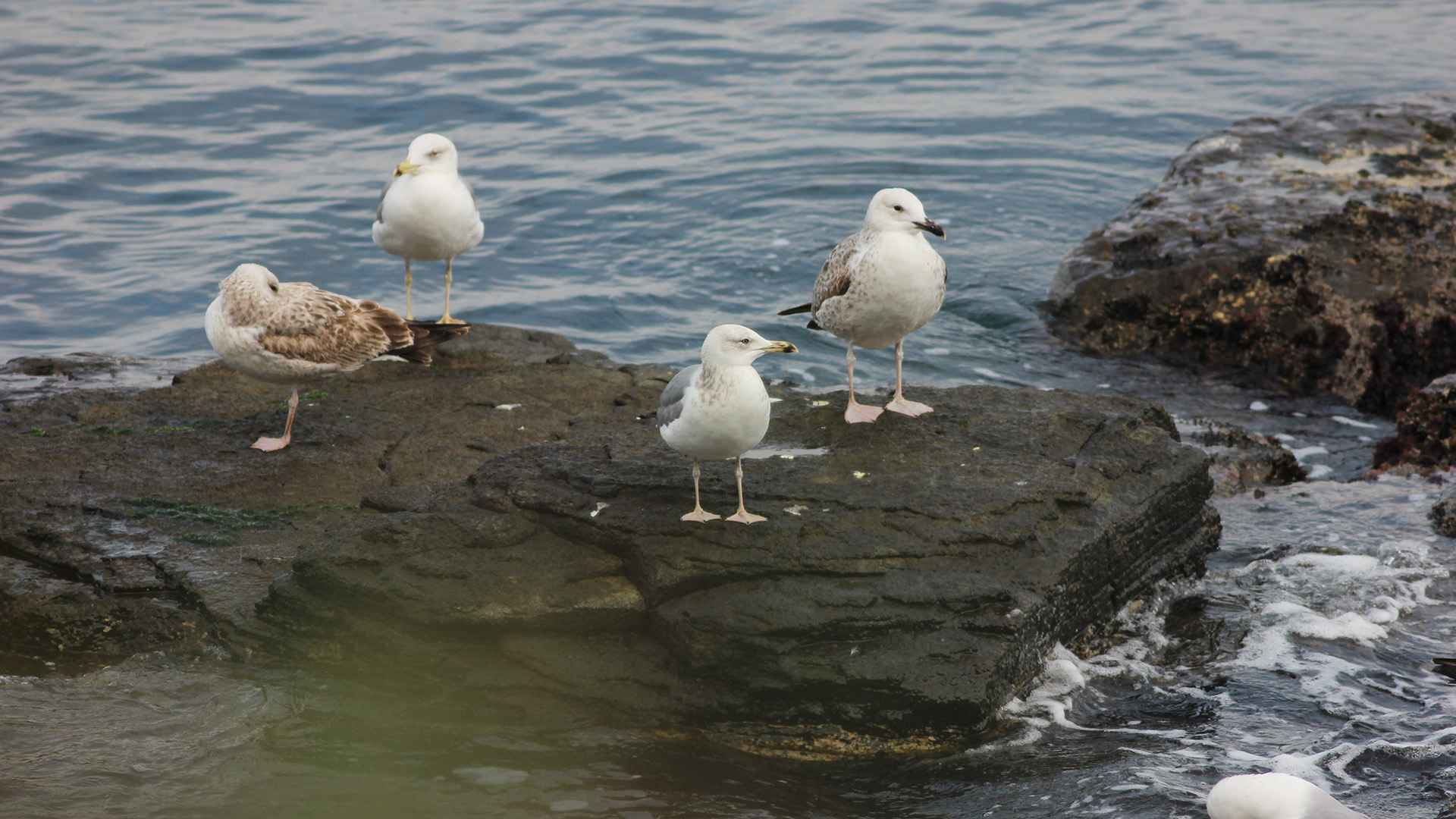 Caspian Gull