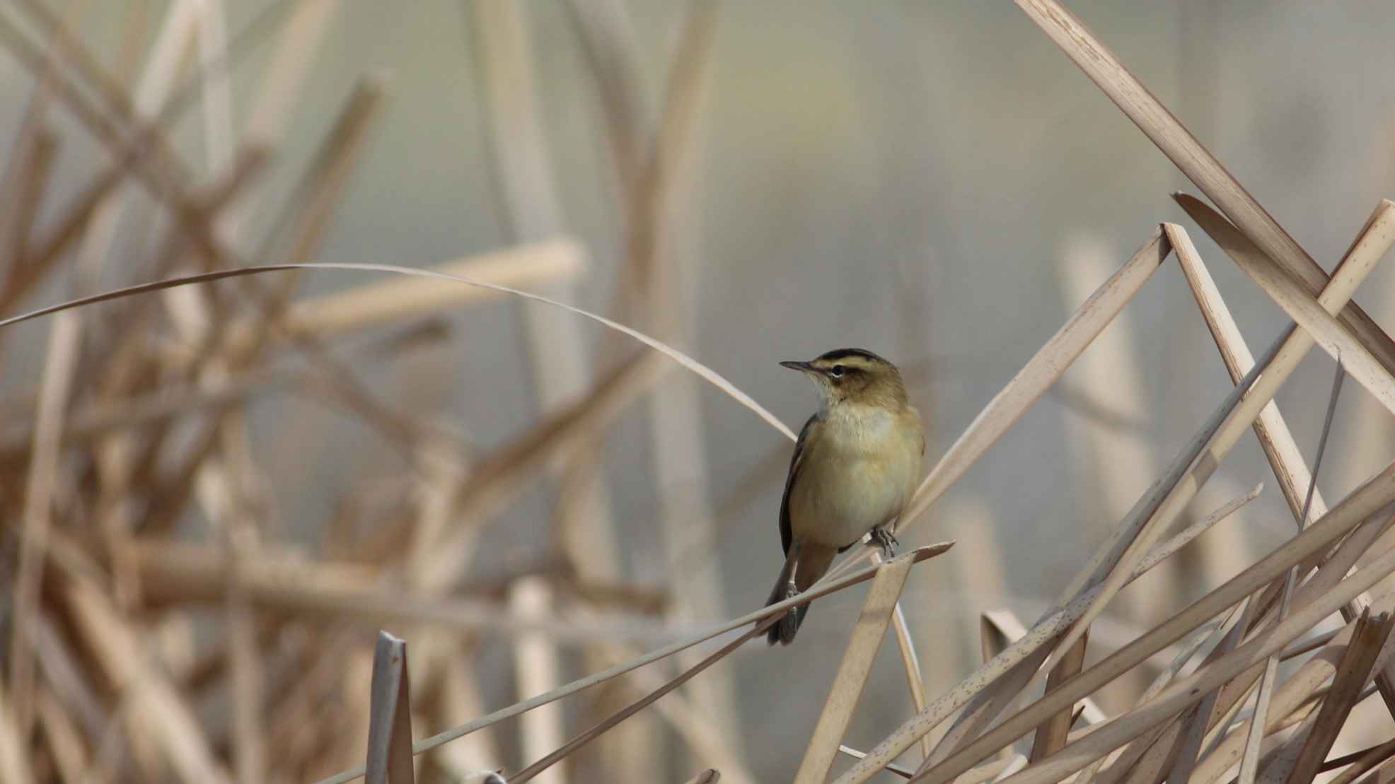Sedge Warbler