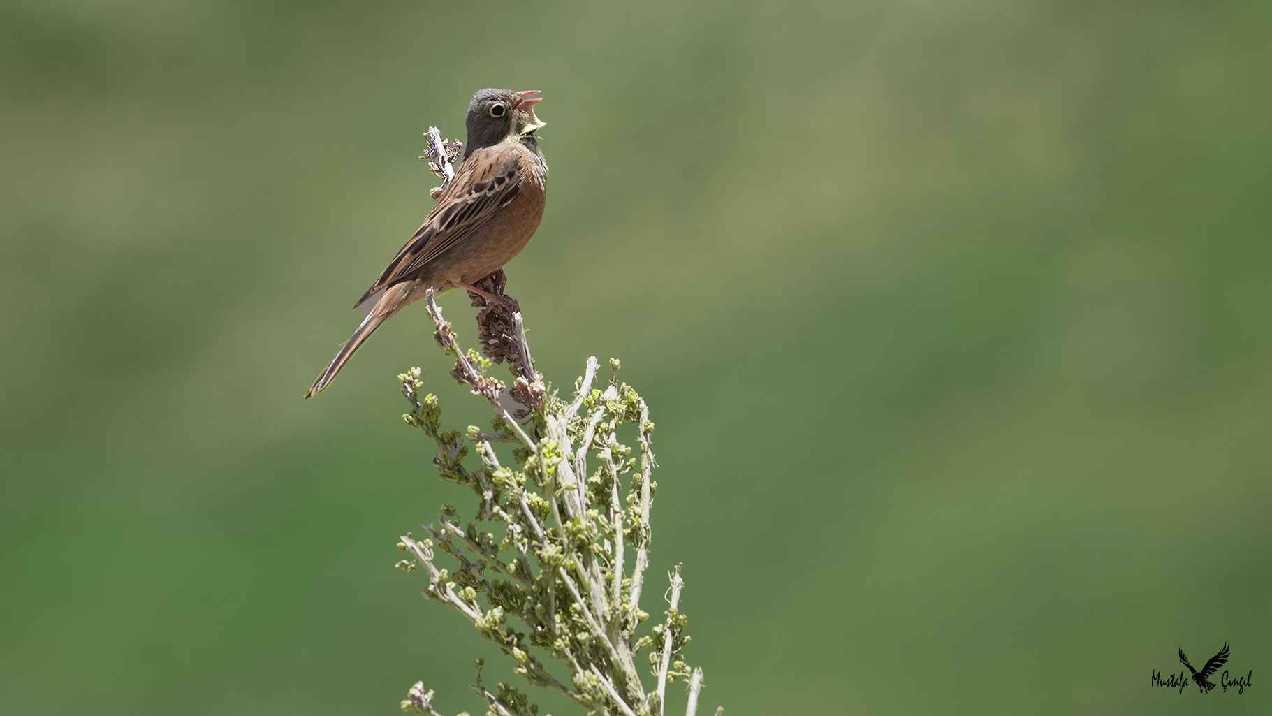 Ortolan Bunting