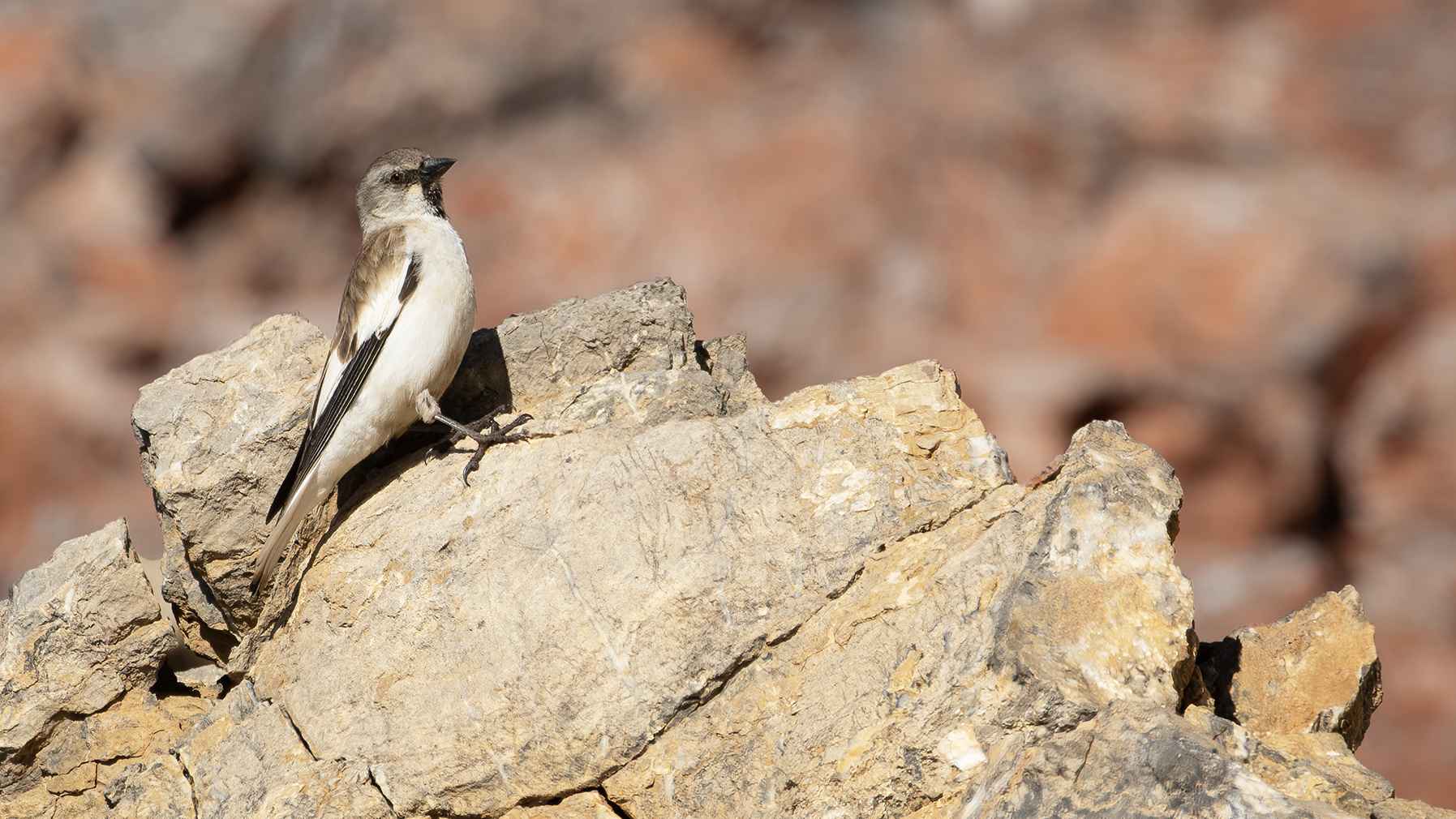 White-winged Snowfinch