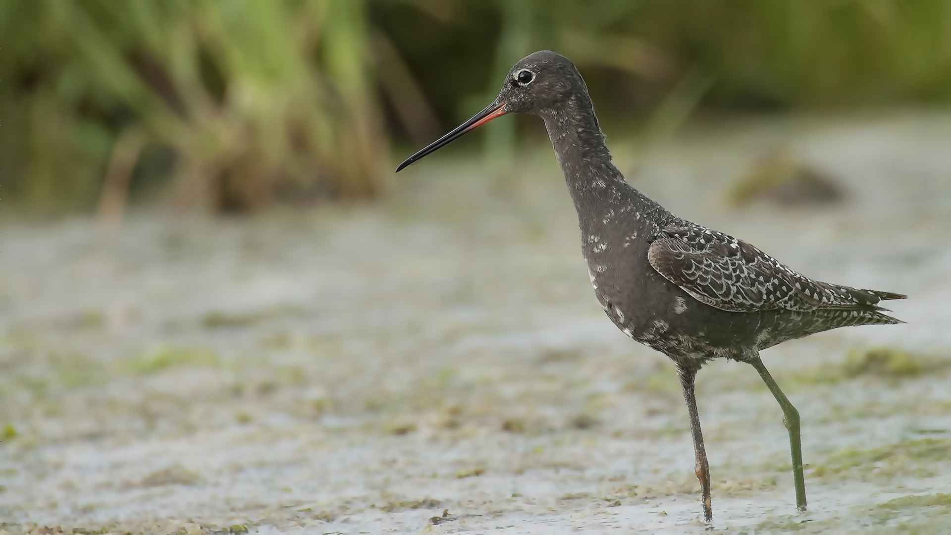Spotted Redshank