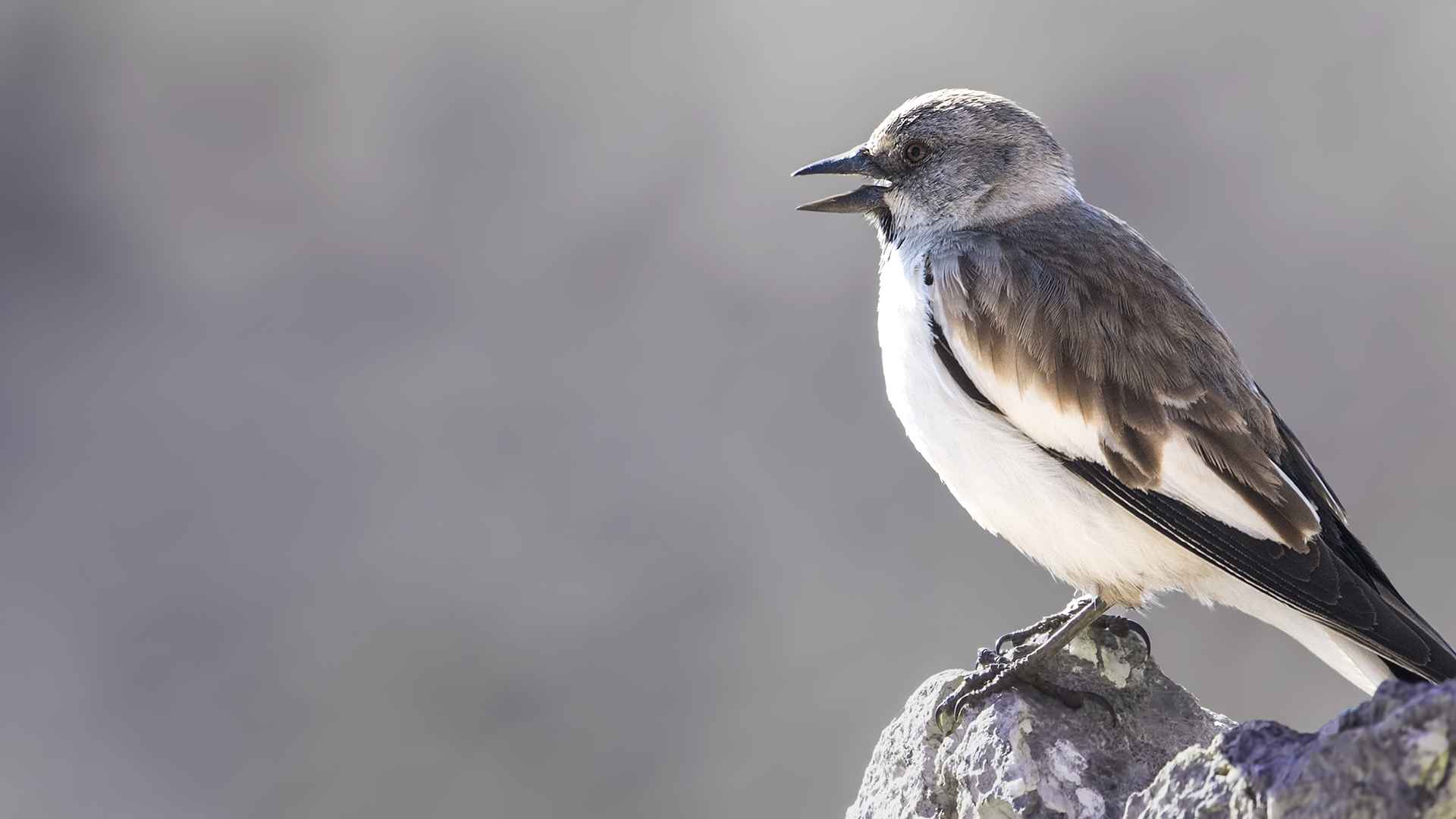 White-winged Snowfinch