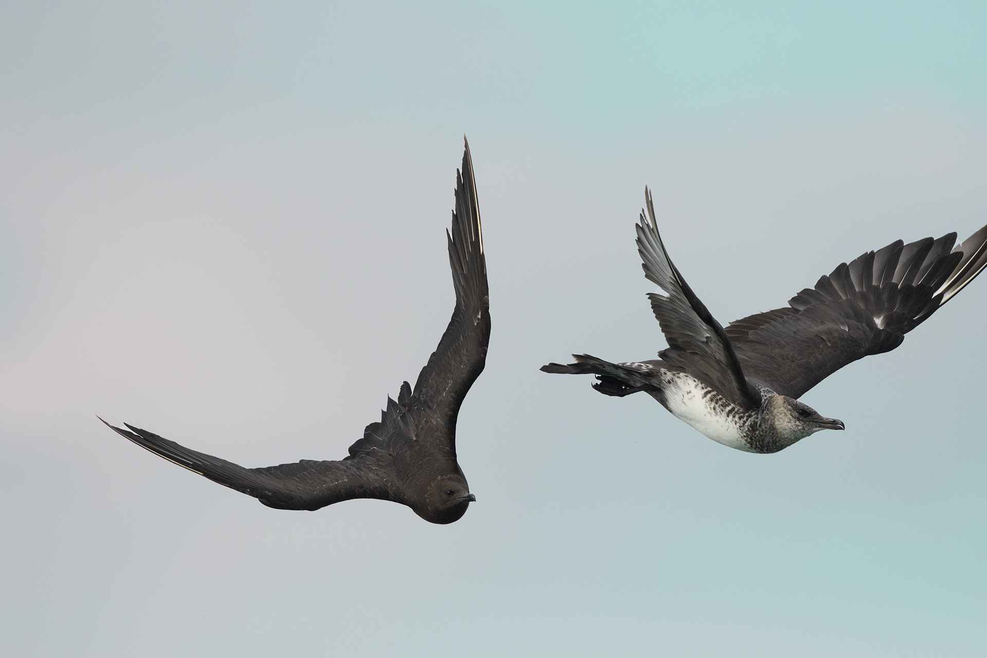Parasitic Jaeger